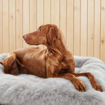 coussin animal doux peluche gris clair confortable taille xl