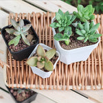 pots plantes succulentes blanc noir modernes décoration jardinière carrée drainage