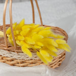 bouquet fleurs séchées herbe rabbit tail décoration maison mariage anniversaire boho naturelle rustique