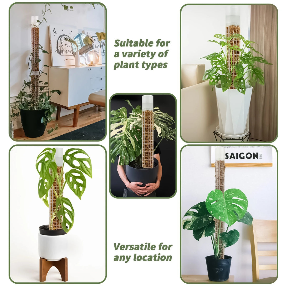 support plantes intérieur irrigation monstera adhésif conteneur eau gravier mousse terre modernes transparents