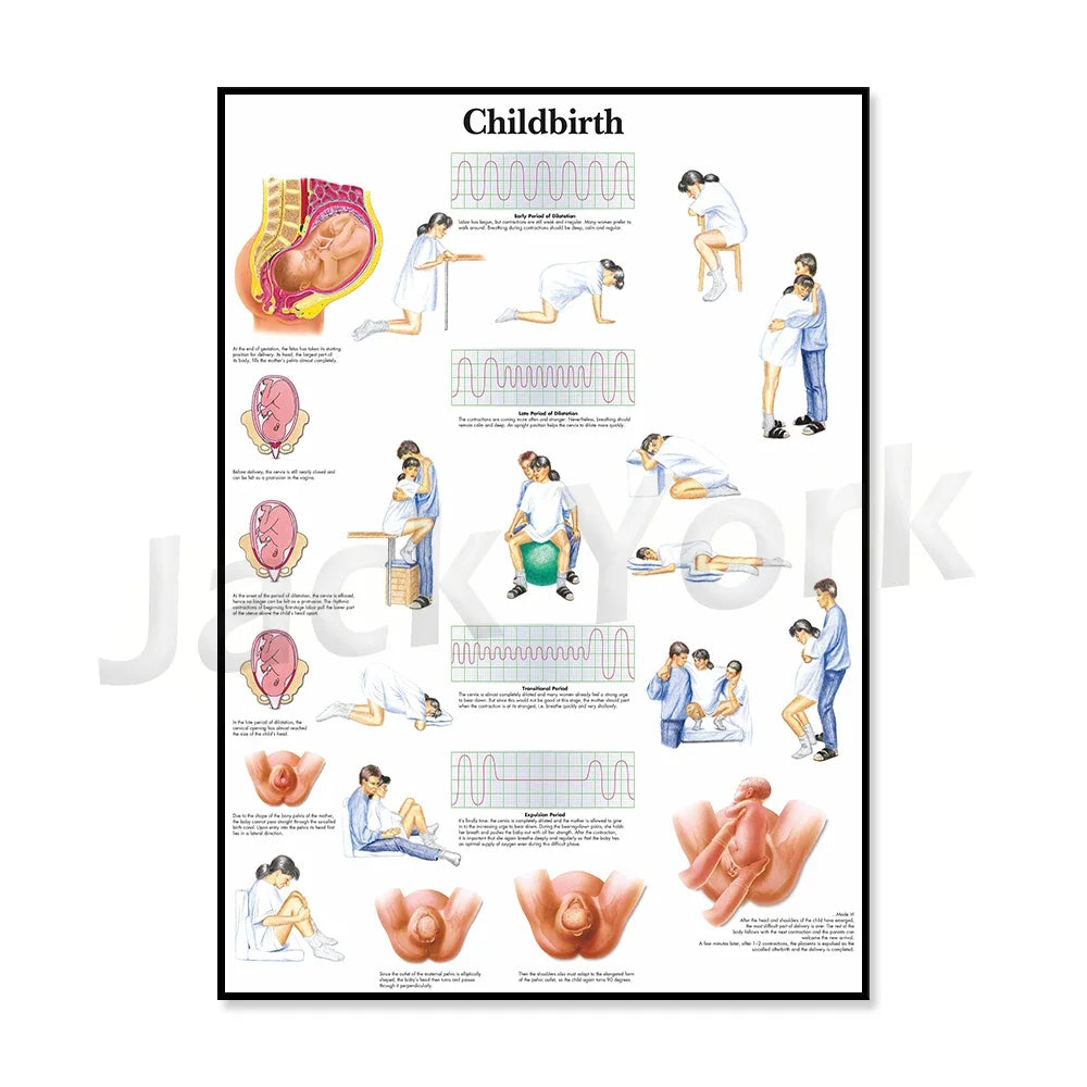 L'image montre un schéma détaillé du processus de l'accouchement, avec des illustrations explicatives des différentes étapes et des informations sur les contractions utérines.