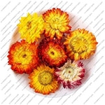fleurs séchées blanches chrysanthèmes deco maison anniversaire baby shower intérieur naturel rustique