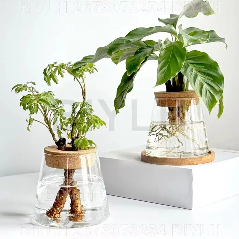 vases plantes verre transparent moderne minimaliste couvercle liège base bois
