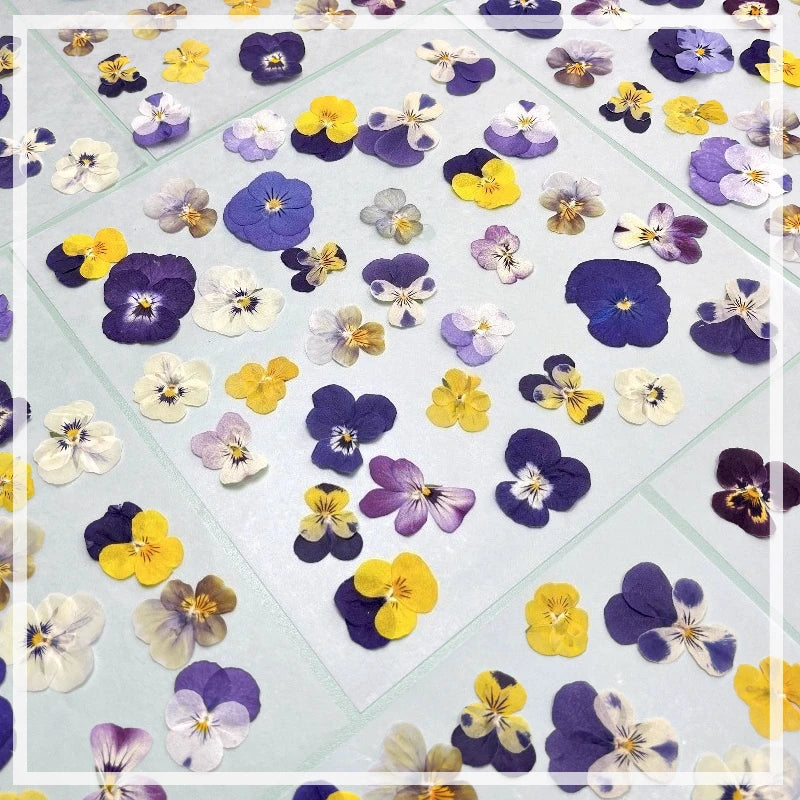 fleurs séchées violettes jaunes décoratives bricolage résine bijoux étui téléphone maquillage pétale simple naturel