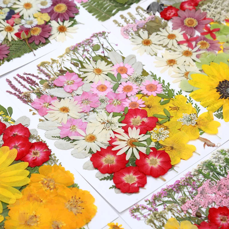 fleurs séchées multicolores naturelles variées feuilles séchées décor maison artisanat enfant autocollants journal