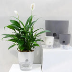 Pot plante auto arrosant gris moderne base transparente drainage fenêtre niveau eau inlet