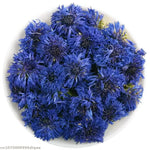 fleurs séchées bleues naturelles décoration maison mariage anniversaire baby shower intérieur artisanat
