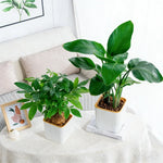 pots carrés auto arrosage plante verte intérieur balcon nordique rayures verticales plastique épaisseau
