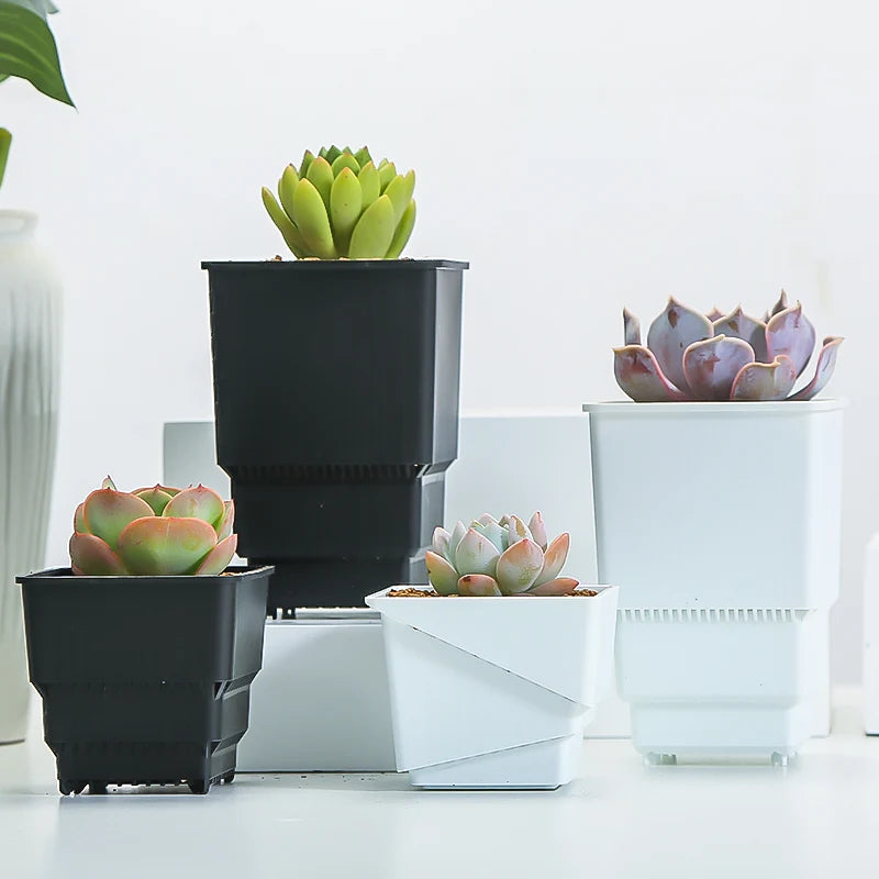 pots plantes plastique moderne blanc cactus succulents lithops drainage decoration maison