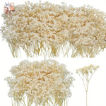 fleurs séchées blanches boîte 100 pièces décoration maison naturelle anniversaire baby shower