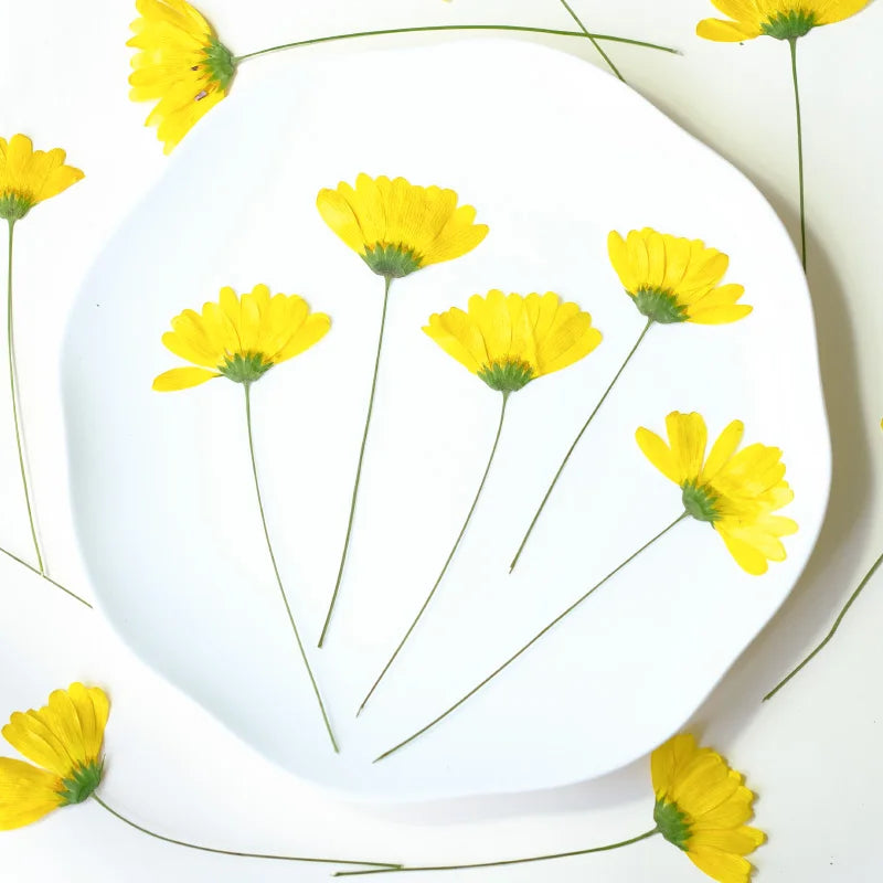 décoration intérieure fleurs séchées jaunes anniversaire baby shower simple naturelle 10cm 12pcs