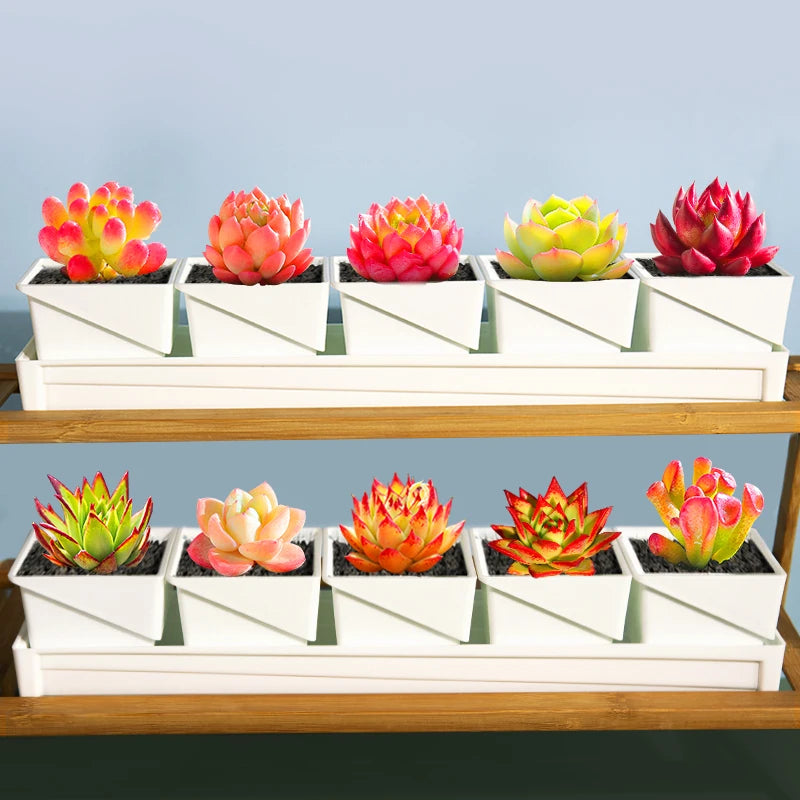 Bacs plantes modernes blancs compartiments individuels succulentes cactus astrophytum asterias 7cm