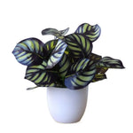 plantes artificielles vertes bonsaï ornement accessoires photo scindapsus pot rotin extérieur moderne