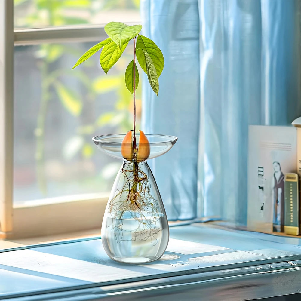 vase transparent moderne plante avocet germination jardin pot fleuri minimaliste