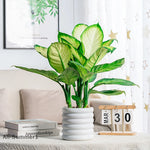 pots fleurs intérieures blancs moderne rayures horizontales plastique jardinerie légumes