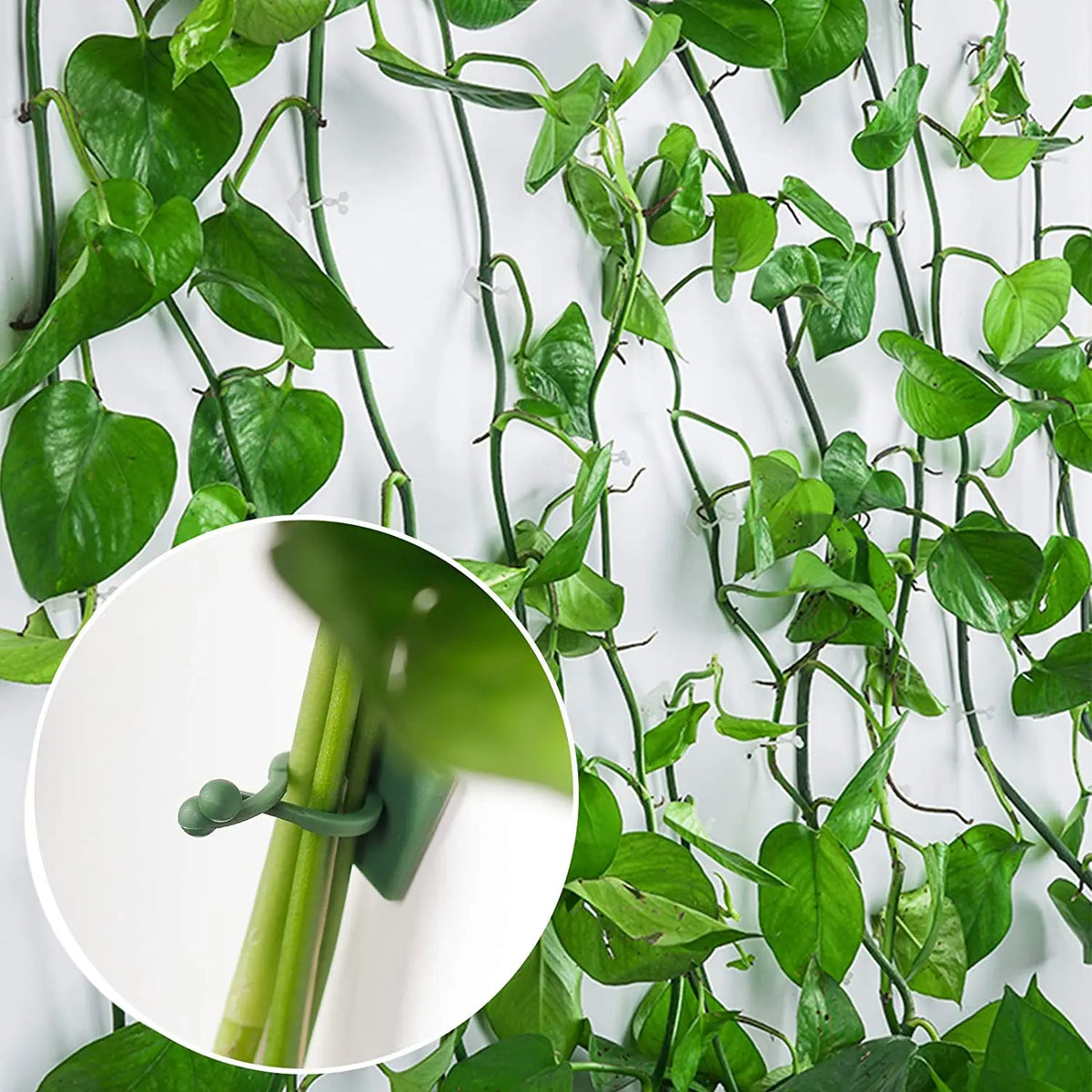 support mural plantes grimpantes clips autoadhésifs vert clair moderne minimalisteintérieur extérieur facile montage détachement
