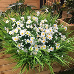 Bouquet de marguerites artificielles résistantes aux UV