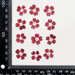 fleurs séchées violet rose blanc décor maison DIY craft nail art maquillage artisanales kit