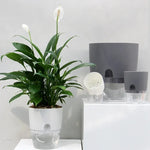 Pot auto arrosant hydroponique moderne transparent double couche coton succulenteintérieur déco jardin