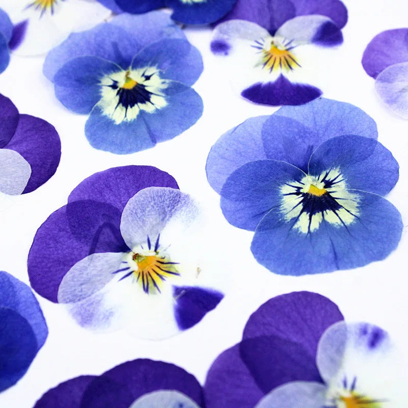 fleurs séchées primula bleu violet blanc décoration maison anniversaire baby shower matériaux diy
