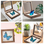 boîte exposition insectes bois marron clair fenêtre verre papillon bleu texture bois naturelle retro