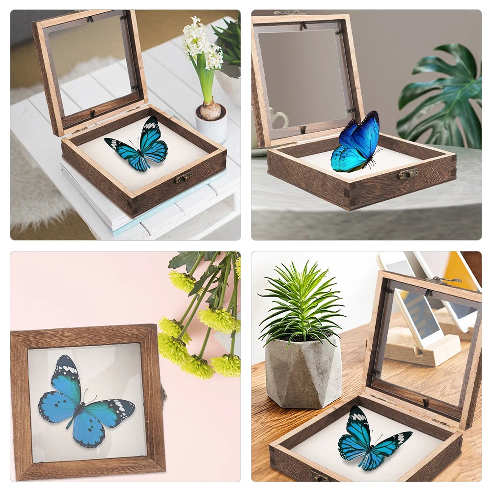 boîte exposition insectes bois marron clair fenêtre verre papillon bleu texture bois naturelle retro