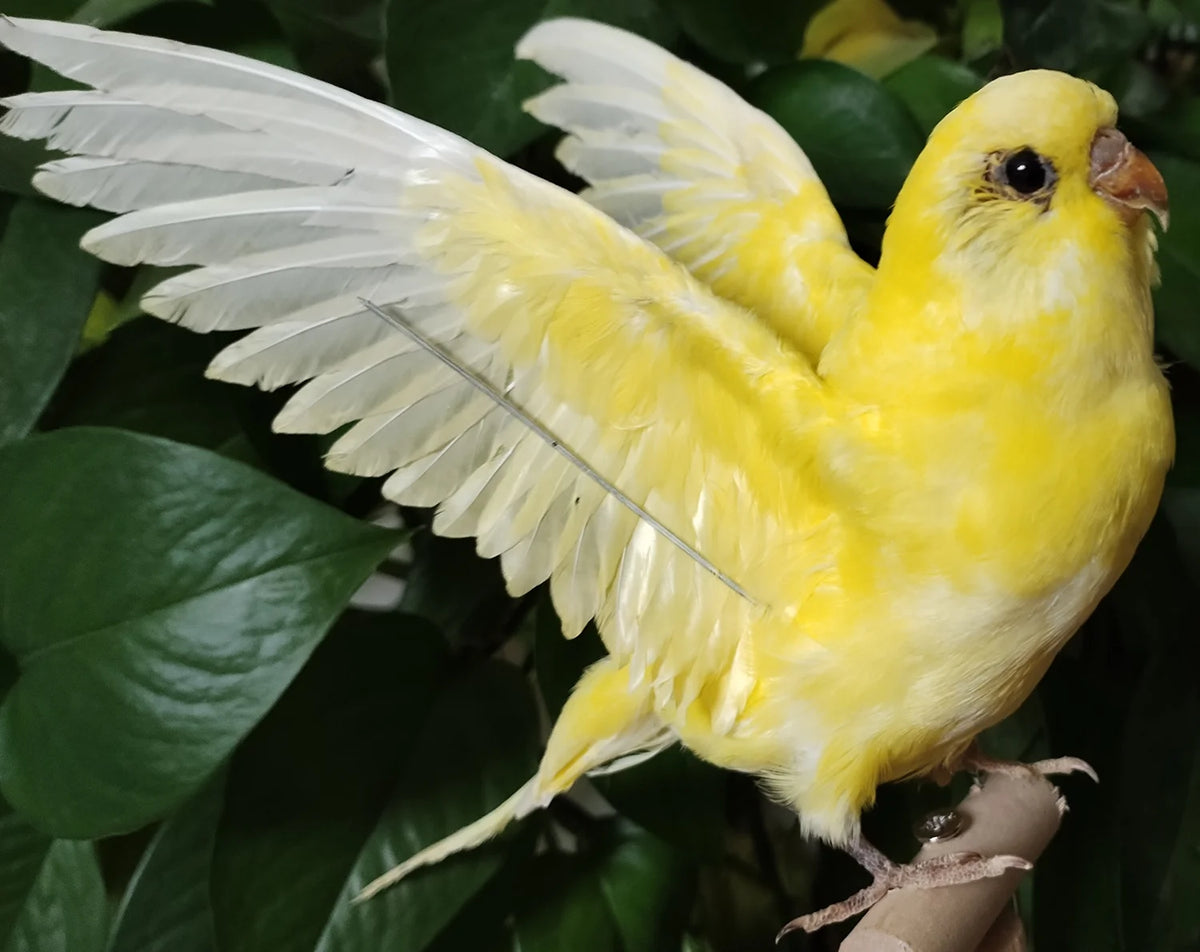 décoration intérieure oiseau plumes naturelles taxidermie blanc jaune bleu vert réaliste fixations poignets humains