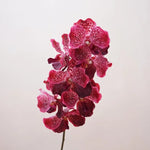 Décoration intérieure orchidée artificielle latex violette rose blanche naturelle têtes