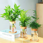 vase verre transparent moderne plante verte minimaliste bois naturel rond simple