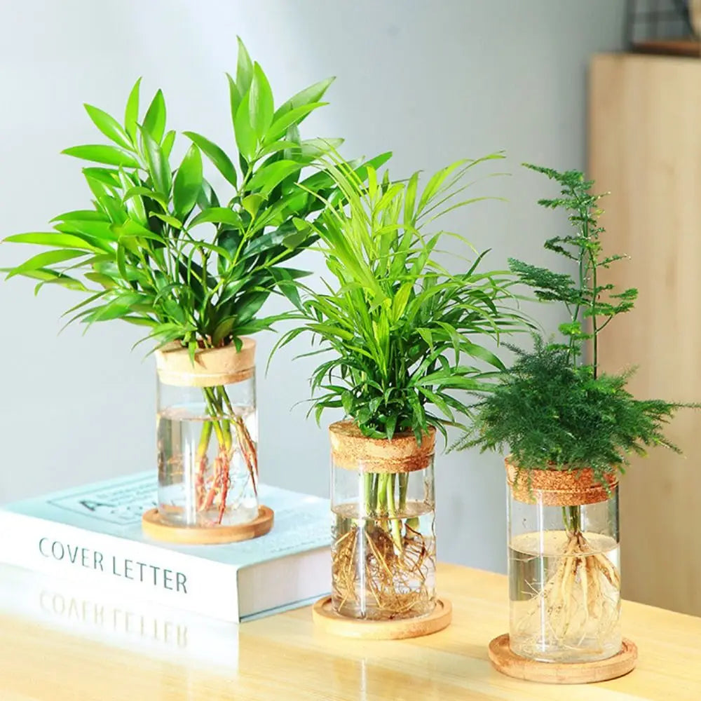 vase verre transparent moderne plante verte minimaliste bois naturel rond simple
