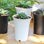 pots plante noirs blancs modernes succulentes décoration maison 10pc 5pc