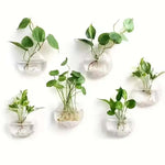 vases murals verre transparent modernes minimaux plante graine sable