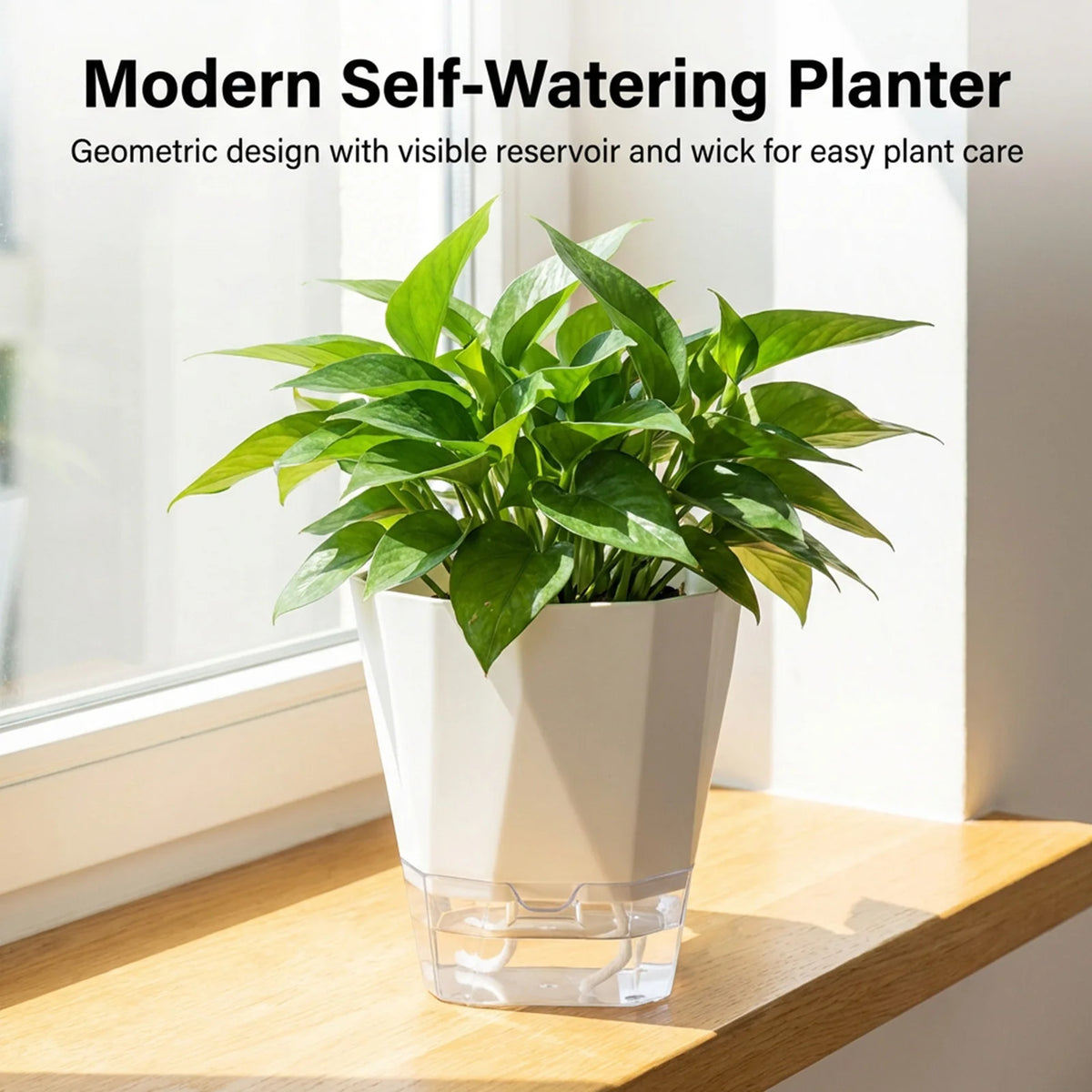jardinière auto arrosante résine moderne pot fleur transparent racines croissance optimisée pothos plante verte