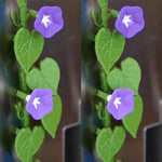 magnétiques réfrigérateur décoratifs floral feuilles fleurs bleu rose vert étoiles
