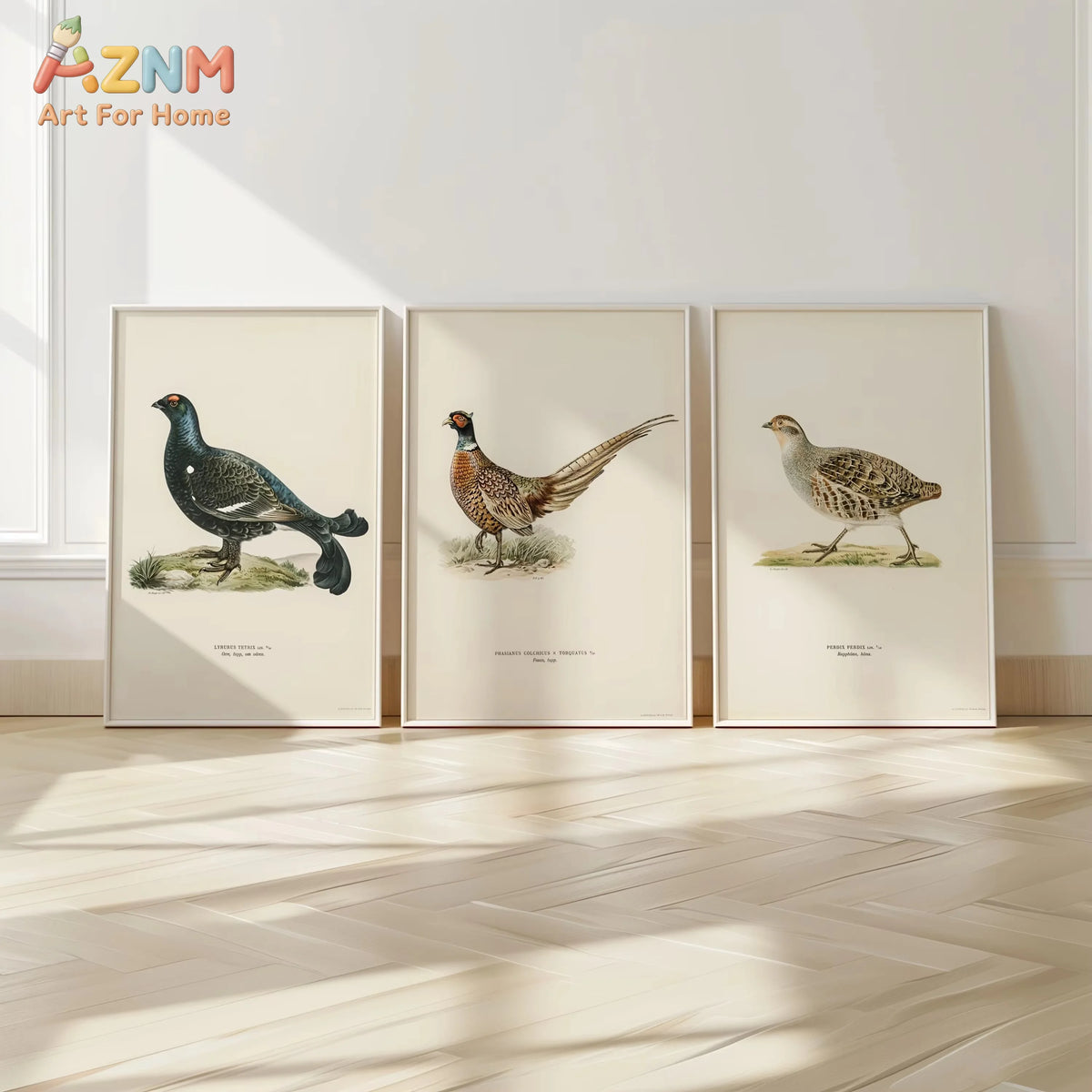 affiches oiseaux classiques illustrations détaillées noir marron beige verte bleue cadres bois salon chambre