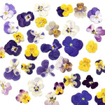 fleurs séchées violettes jaunes décoratives bricolage résine bijoux étui téléphone maquillage pétale simple naturel