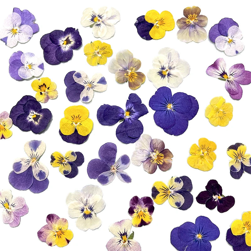 fleurs séchées violettes jaunes décoratives bricolage résine bijoux étui téléphone maquillage pétale simple naturel