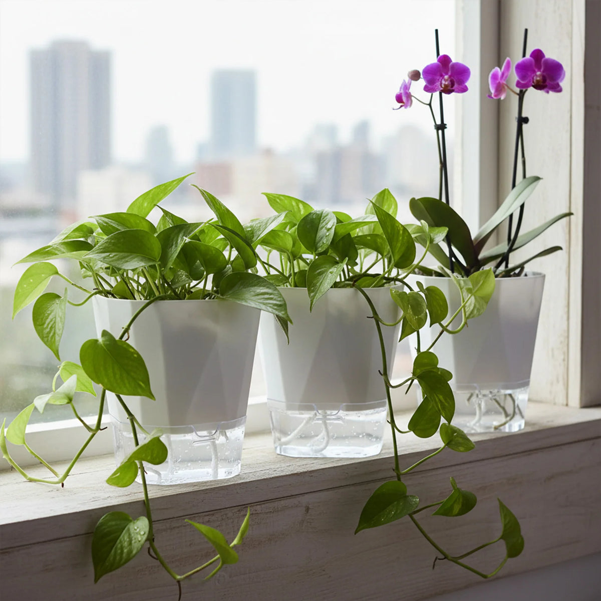 jardinière auto arrosante résine moderne pot fleur transparent racines croissance optimisée pothos plante verte
