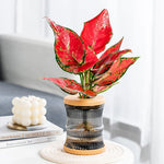 cache pot transparent moderne pot plante maison beige orange bleu