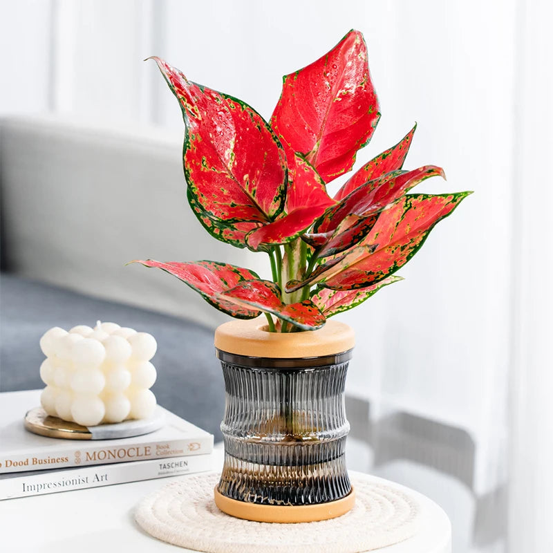 cache pot transparent moderne pot plante maison beige orange bleu