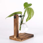 vases verre transparents plantes vertes support bois industriel décoration minimaliste