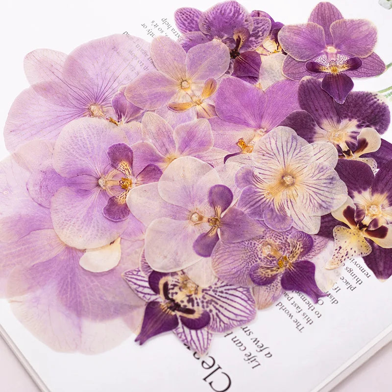 fleurs séchées phalaenopsis violettes blanches jaunes naturelles décoration artisanale intérieur