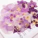 fleurs séchées phalaenopsis violettes blanches jaunes naturelles décoration artisanale intérieur