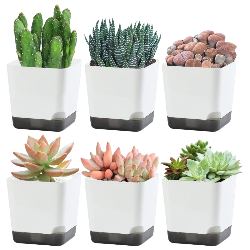 pots plantes succulentes auto arrosage drainage soucoupe transparent moderne minimaliste
