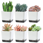 pots plantes succulentes auto arrosage drainage soucoupe transparent moderne minimaliste