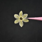fleurs séchées décoratives vert clair jaune pâle naturelles miniatures décoration intérieure bricolage bijoux