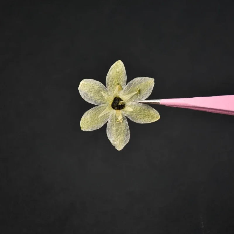 fleurs séchées décoratives vert clair jaune pâle naturelles miniatures décoration intérieure bricolage bijoux