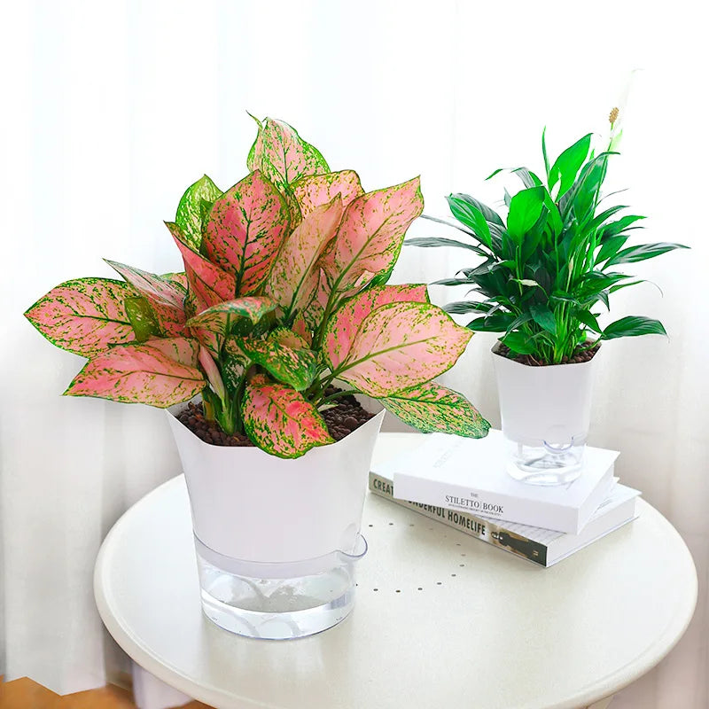 pot plante blanc transparent moderne grille d'eau adhésif auto irrigation 3pcs différentes tailles