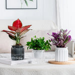 Cache pots transparent gris moderne rayures verticales plante intérieure fleur pot auto arrosage