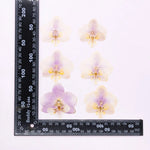 fleurs séchées phalaenopsis violettes blanches jaunes naturelles décoration artisanale intérieur